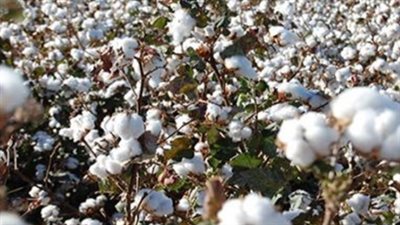 وزير قطاع الأعمال يتابع استعدادات تطبيق النظام الجديد لتداول القطن بالفيوم وبني سويف