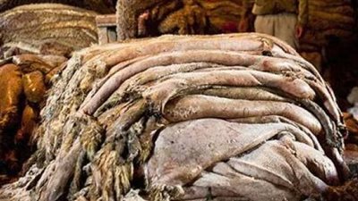 غرفة الدباغة: جلود الأضاحي ثروة قومية بالمليارات تم إهدارها