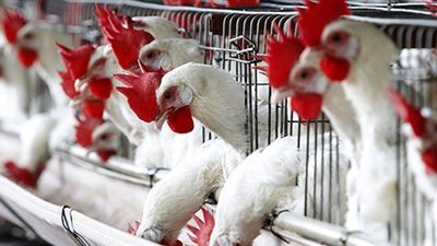 تطهير سوق الدواجن بالإمام الشافعي بالخليفة