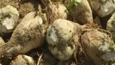 «بنجر السكر» في الإسماعيلية.. زراعة واعدة وصعوبات بالجملة (صور)