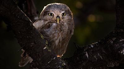 أبرز الصور الفائزة في مسابقة الطيور لعام 2019 (صور)