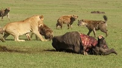 ضباع تتغلب على أسد وتسرق وليمته (فيديو وصور)