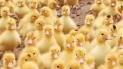 5 آلاف بطة تتبع رجلا في الصين (فيديو وصور)