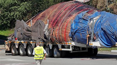 سقوط حوت ضخم من رافعة حاولت انتشاله من المياه (فيديو وصور)