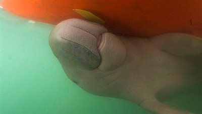 نفوق صغير بقرة بحر بسبب نفايات بلاستيكية (فيديو وصور)