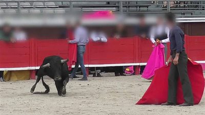 انهيار ثور خلال تمرين أطفال على مصارعته (فيديو وصور)