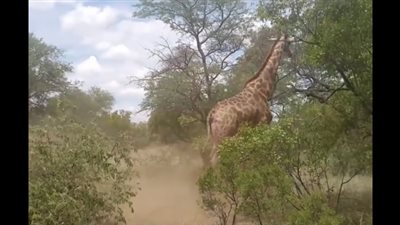 موقف محرج لزرافة في خطوتها الأولى بالبرية (فيديو)