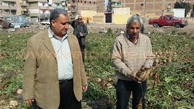 بالصور.. حصاد 11 فدان بنجر سكر في الشرقية