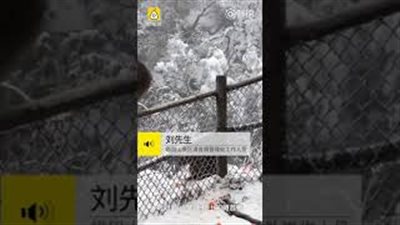 نهاية غير متوقعة لسائح سرق قرد محفظته (فيديو)