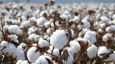 مراكز التجميع بالفيوم وبني سويف تفتح أبوابها لاستلام الأقطان من المزارعين