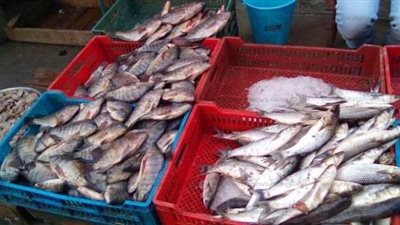 شعبة الأسماك: فرض رسوم على الصيد «قرار عشوائي»