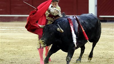 ثور يقذف مصارعا في الهواء ويصيبه بجراح (صور)