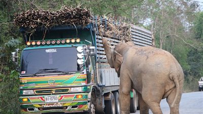 فيل يوقف 12 شاحنة على طريق بسبب قصب السكر (فيديو وصور)