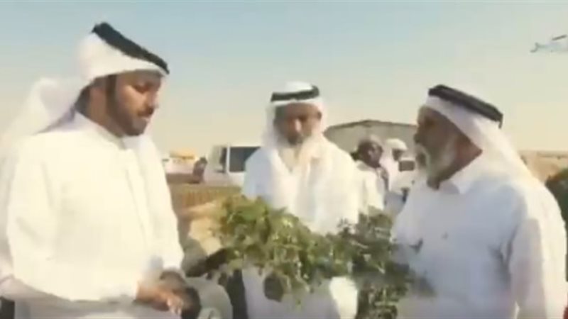 فيتو