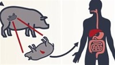 أول هجين بين البشر والأغنام لزراعة الأعضاء بالإنسان