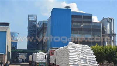 مدير عام مصانع بنجر السكر بالحامول: نستقبل 20 ألف طن بنجر يوميًا