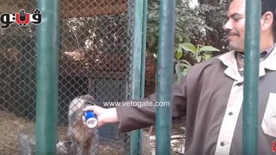 بالفيديو.. حارس نسناس بحديقة الحيوان يهديه «بيبسي بالعسل» في الفالنتين