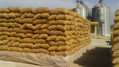 برلماني: الحكومة رحبت بوقف استيراد القمح أثناء توريد المحصول المحلي