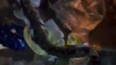 يتجاوز طوله 2 متر.. ثعبان يثير رعب الأهالي في الغربية |فيديو