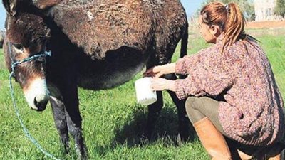 للحماية من كورونا.. إقبال كبير على شراء حليب الحمير في ألبانيا