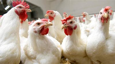 أسعار الفراخ اليوم السبت 2020/12/19