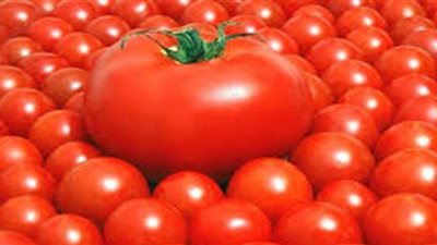 الطماطم تسجل 10 جنيهات فى الأسواق | فيديو