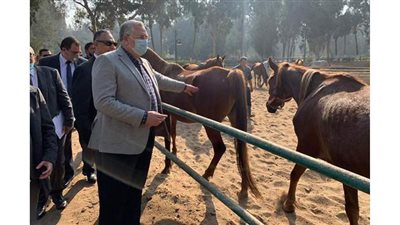 وزير الزراعة يتفقد محطة الزهراء للخيول العربية الأصيلة لمتابعة تطويرها ورفع كفاءتها
