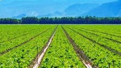 تفسير حلم الزراعة في المنام وعلاقته بالحياة الزوجية السعيدة المستقرة