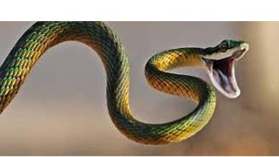 تفسير حلم الثعابين في المنام وعلاقته والتربص وكثرة الرزق