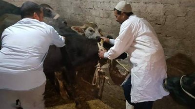 بيطري البحيرة: تلقيح 2965 رأس ماشية.. وذبح ٥٩١٩ أخرى