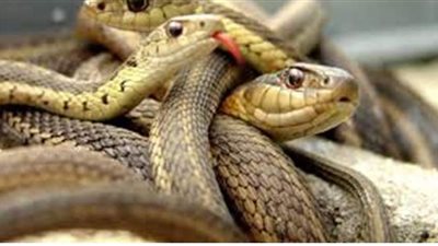 ظهور ثعابين ضخمة في أماكن حيوية.. تفاجئ أهالي الغربية.. وأستاذ بعلوم الحيوان: جلب رمال من الصحراء بها بيض ثعابين 