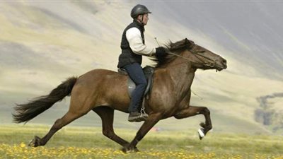 تفسير حلم ركوب الحصان في المنام وعلاقته بقضاء الحاجات