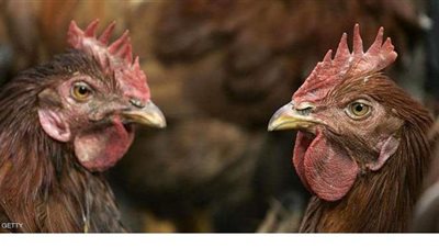 الزراعة تنفي وجود بؤر مرضية للإصابة بمرض إنفلونزا الطيور بالوادي الجديد