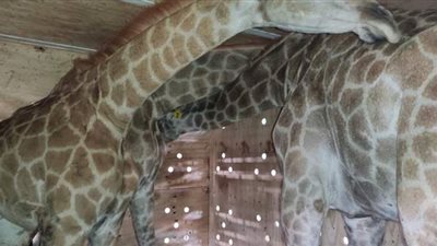 وصول 3 زرافات جدد من جنوب أفريقيا.. و