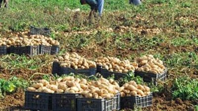 منتجو البطاطس: الفلاحون مهددون بالحبس.. وعلى الحكومة دعمهم منعا لتكرار سيناريو 2018