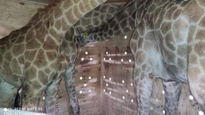 الزراعة: 2 مليون دولار سعر الزرافات الثلاث الجدد بحديقة الحيوان