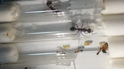 ضخمة وسامة.. جمارك الصين تصادر 7 نملات