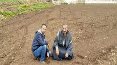 فلاح الغربية الفصيح عن أزمة البطاطس: المزارعون يتخلصون من المحصول ويقدمونه للماشية l فيديو