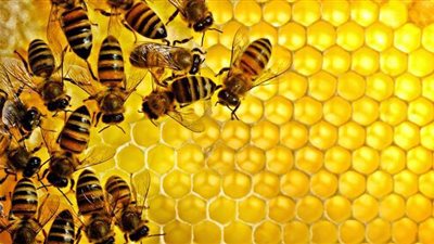 أستاذ بالبحوث الزراعية: 20 ألف نوع للنحل.. 8% ينتج عسلا | فيديو