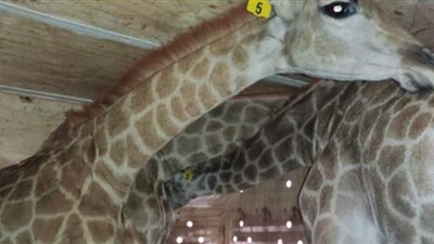 تأهيل الزرافات الجديدة لحديقة حيوان الجيزة قبل عرضها للجمهور