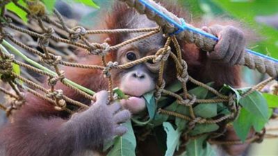 قتلت 27 قردًا في يوم واحد.. فضيحة أخلاقية تلاحق ناسا