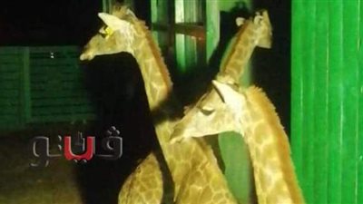 وصول الزرافات الجديدة إلى حديقة الحيوان بالجيزة | صور