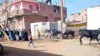 قوافل بيطرية علاجية بقرية هور في المنيا