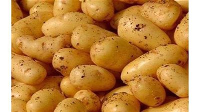 الزراعة: صادرات البطاطس في 2020 متساوية مع العام الماضي.. والأزمة في انخفاض السعر عالميا