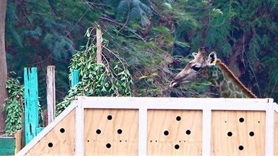 أول ظهور للزرافات الجديدة في حديقة الحيوان.. و3 أشهر فترة المتابعة البيطرية..صور