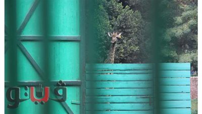 رئيس الإدارة المركزية لحديقة الحيوان: 