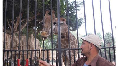 حارس الزرافة 