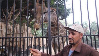 الزرافات تصنع البهجة في حديقة الحيوانات.. رجائي: نستهدف تأسيس قطيع جديد من الزراف.. والحراس: سبب الفرحة بين الأطفال | فيديو وصور