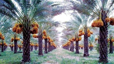 تخصيص 7 مواقع لزراعة النخيل بالوادي الجديد