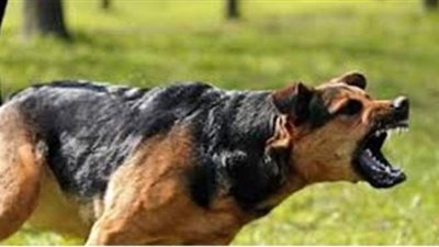 تفسير حلم رؤية الكلب في المنام وعلاقته بالحقد والحسد والاعداء والخير الكثير